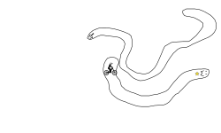 wurm