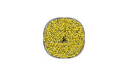 Coin (for my subs)