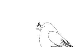Brush Bird (Pigeon)
